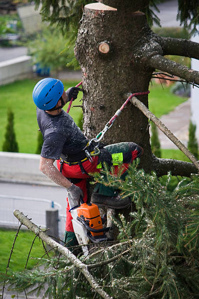 Organic Lawn Care Solutions in Pasco, WA