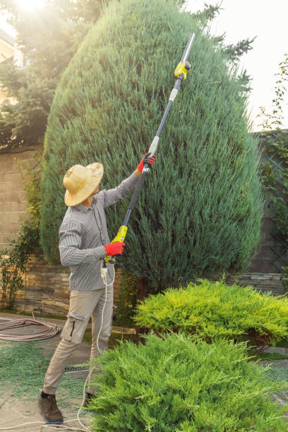 Best Hedge Trimming  in Pasco, WA